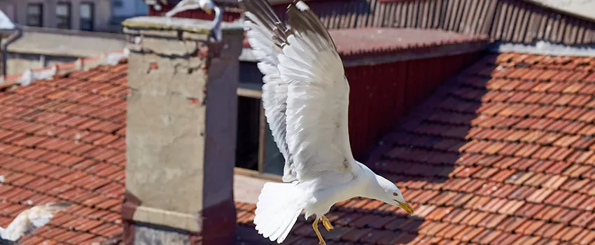 Residential Chimney Animal Removal Solution in Pleasantville, NJ