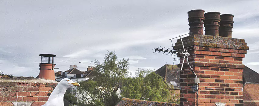 Chimney Cleaning And Restoration in Pleasantville, New Jersey